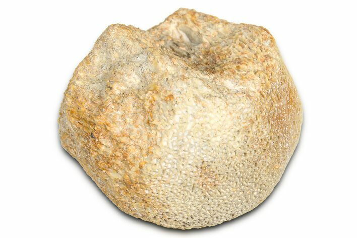 Fossil Mosasaur (Platecarpus) Vertebra - Kansas #382051
